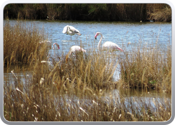 002 Natinaal park Ebre (24)