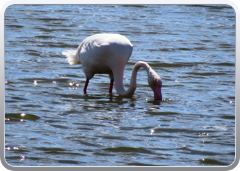 002 Natinaal park Ebre (25)