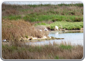 002 Natinaal park Ebre (49)