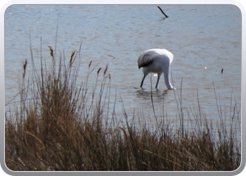 002 Natinaal park Ebre (54)