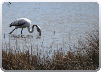 002 Natinaal park Ebre (55)