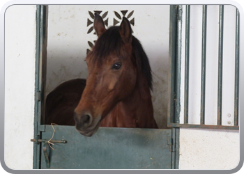 011 Paarden in de manege van Anna Resque  (1)