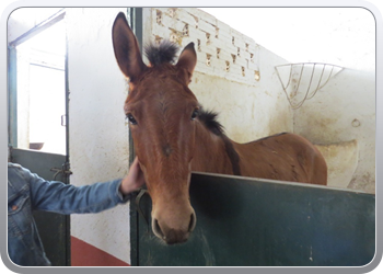 011 Paarden in de manege van Anna Resque  (7)