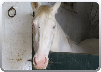 011 Paarden in de manege van Anna Resque  (9)