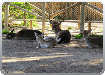 001 Dierenparkje Ayamonte (10)