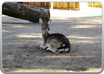 001 Dierenparkje Ayamonte (3)