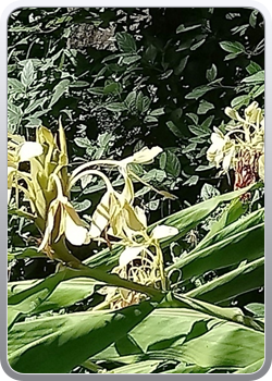 028 botanische tuin Malaga (86)