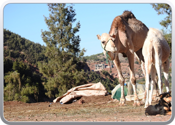 035 Bezoek aan Ourika 50km van Marrakech (18)